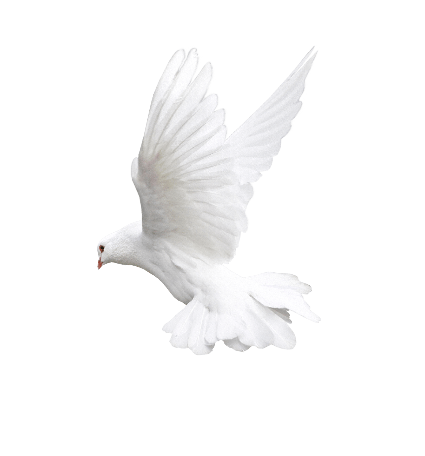 Flying White Pigeon PNG Photos