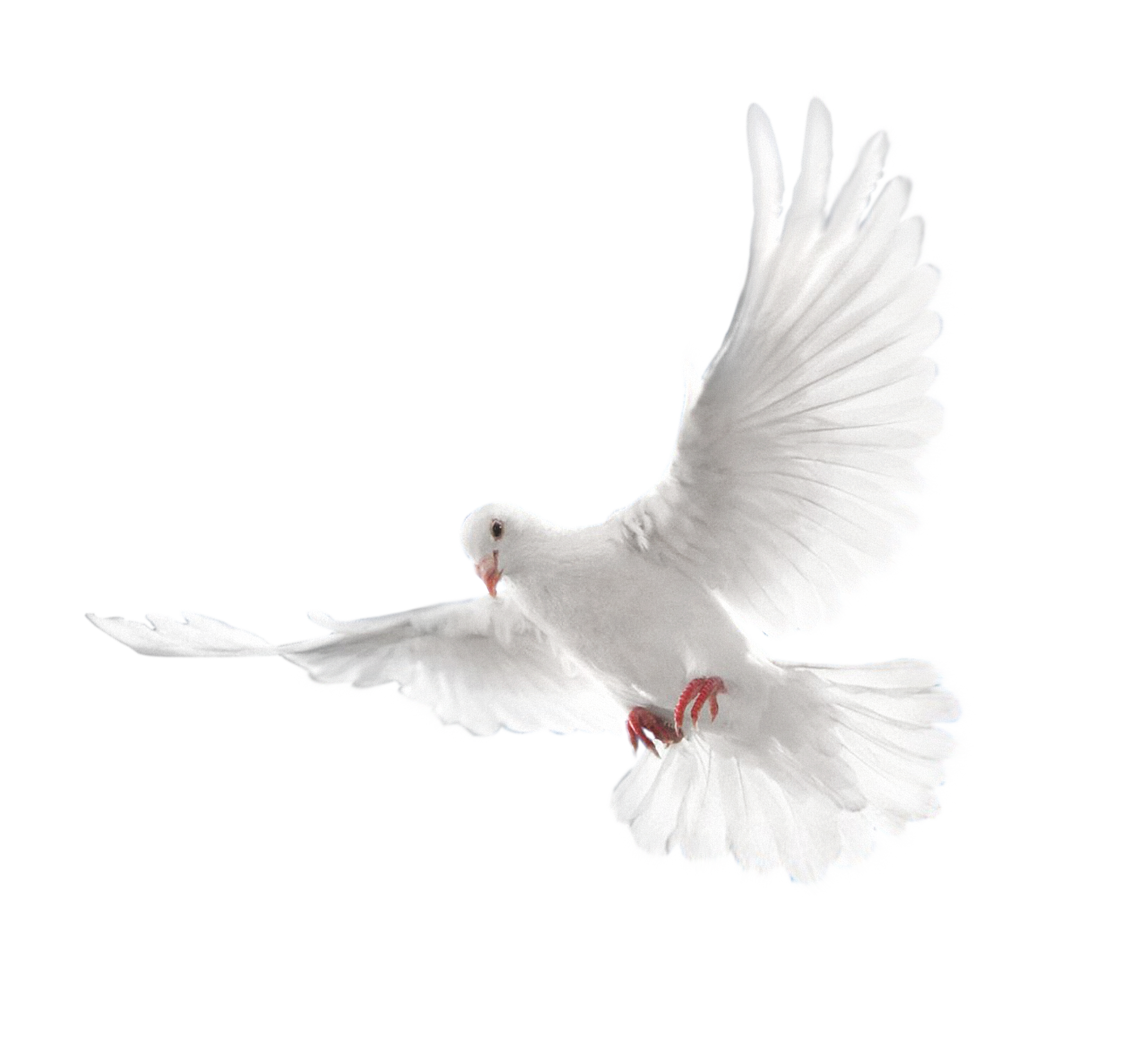 Flying White Pigeon PNG Transparent Image
