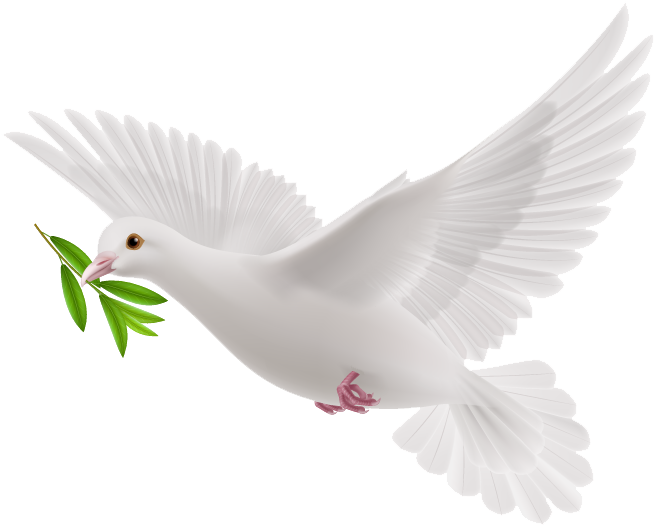 Flying White Pigeon Transparent Background