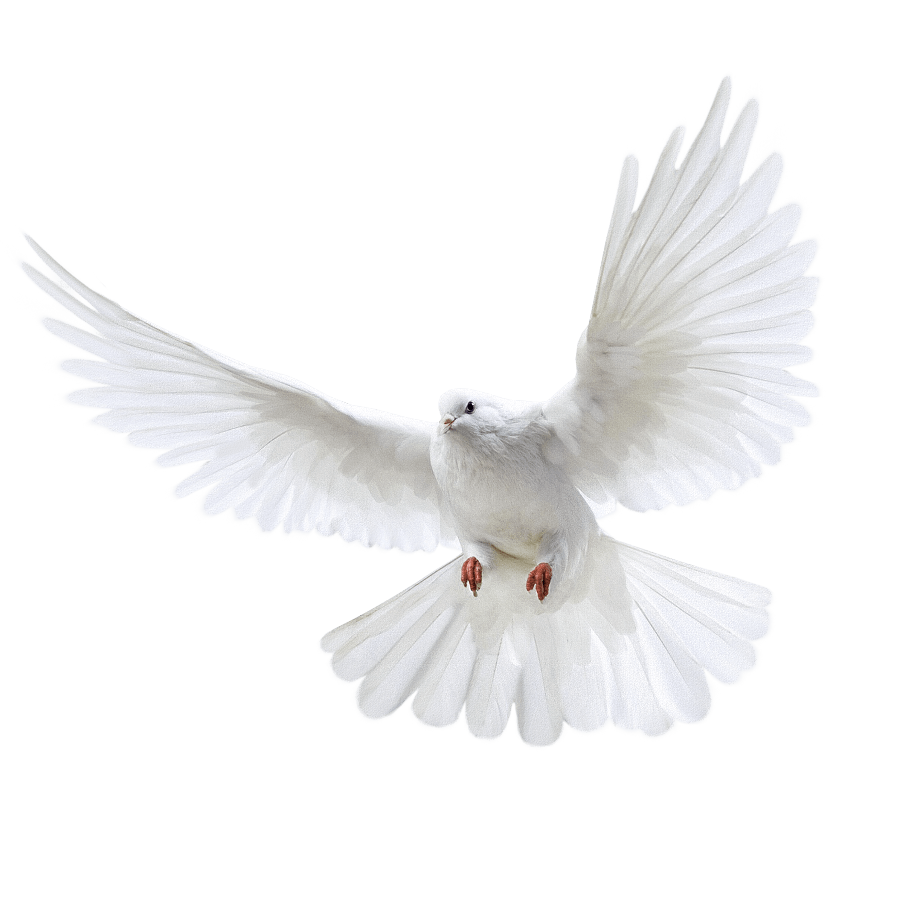Flying White Pigeon Transparent PNG