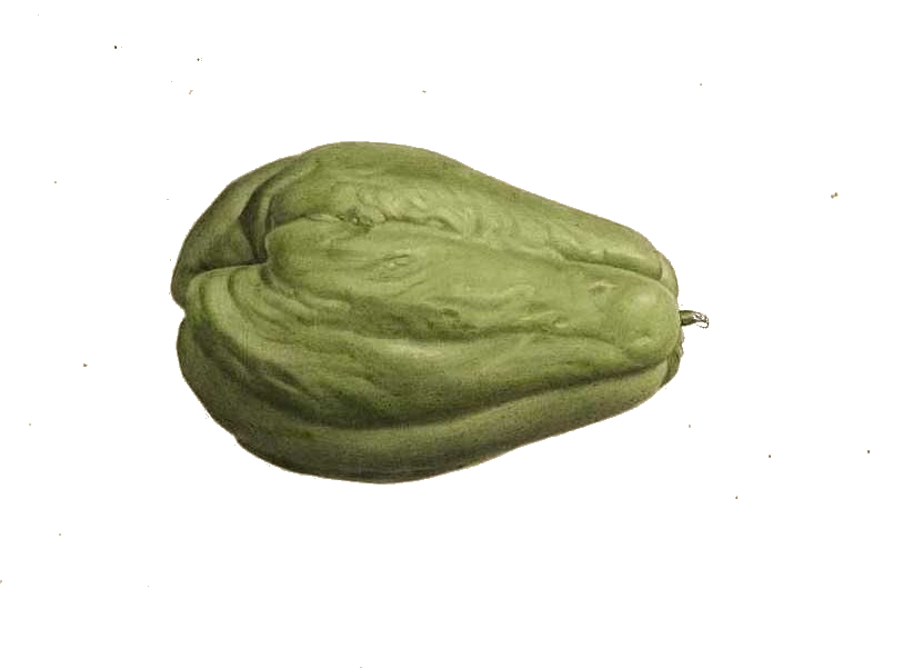 Fresh Chayote PNG Photos