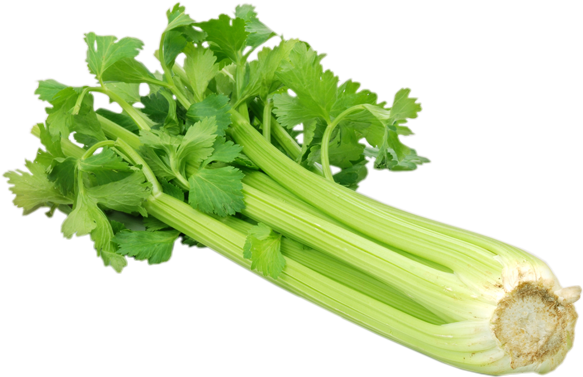 Fresh Green Celery PNG Clipart