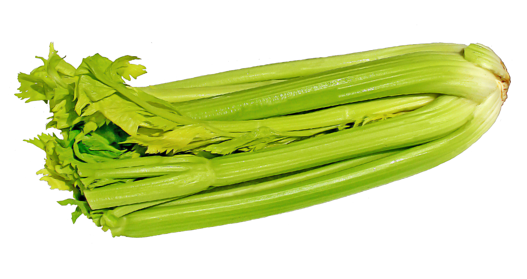 Fresh Green Celery Transparent PNG