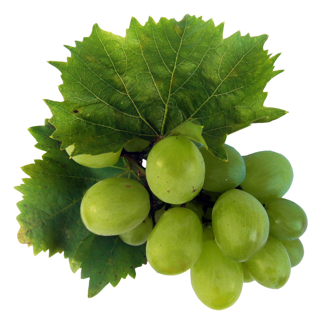 Verse groene druiven Transparant PNG