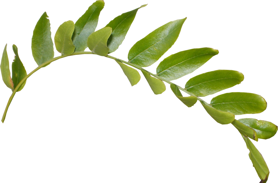 Taze yeşil yapraklar PNG Clipart