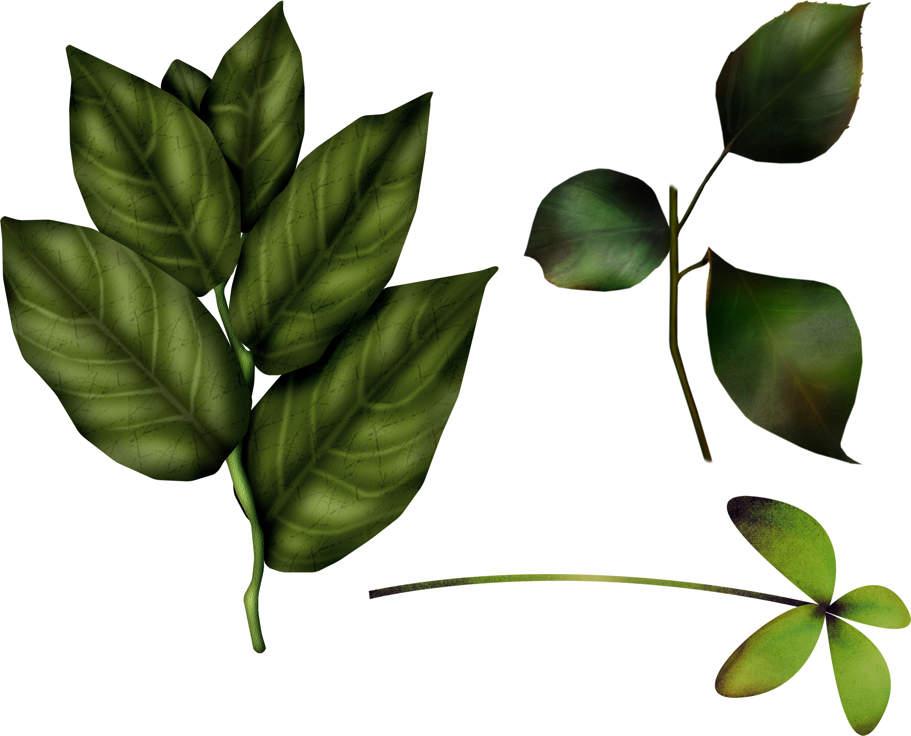 Свежие зеленые листья PNG-файл