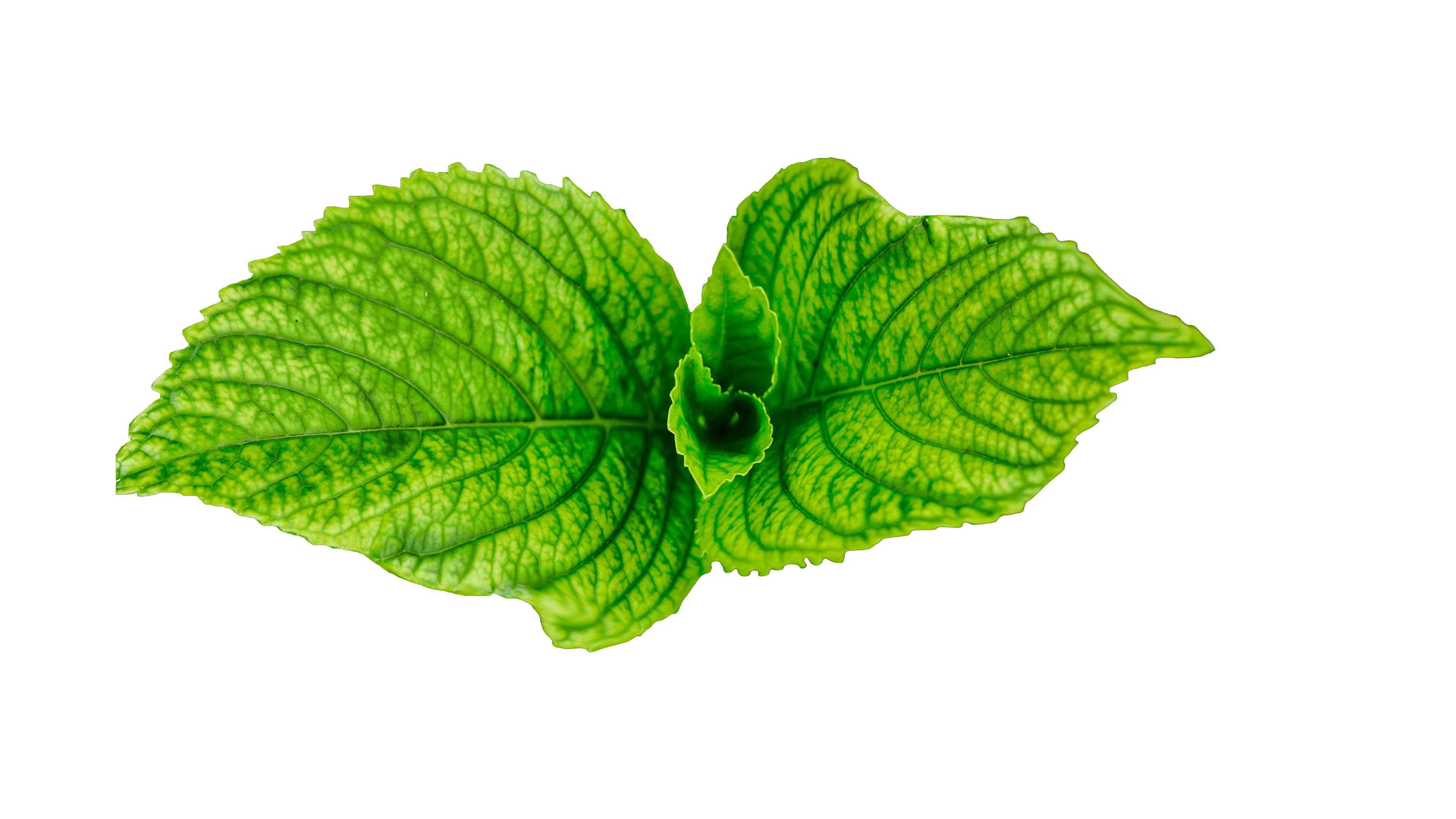 Свежие зеленые листья PNG прозрачное изображение