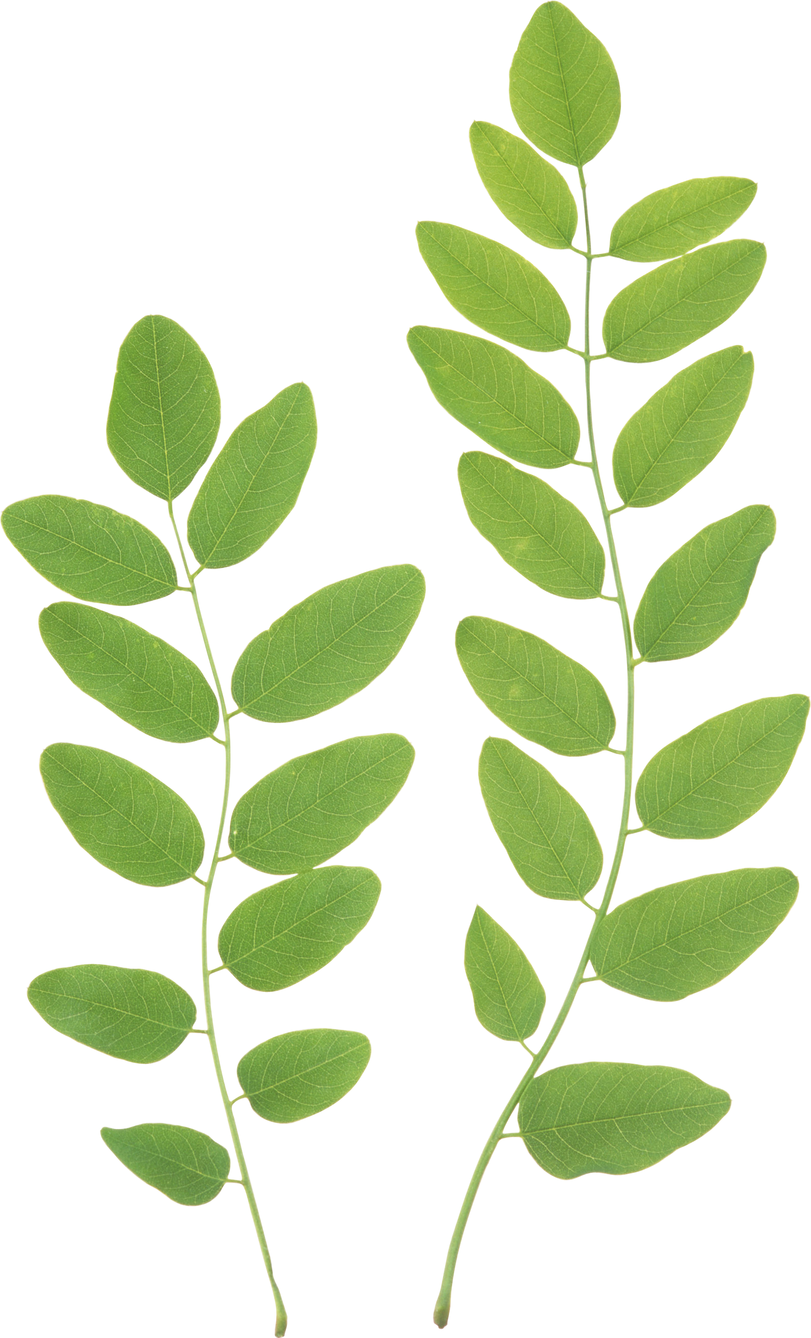 Свежие зеленые листья прозрачные PNG