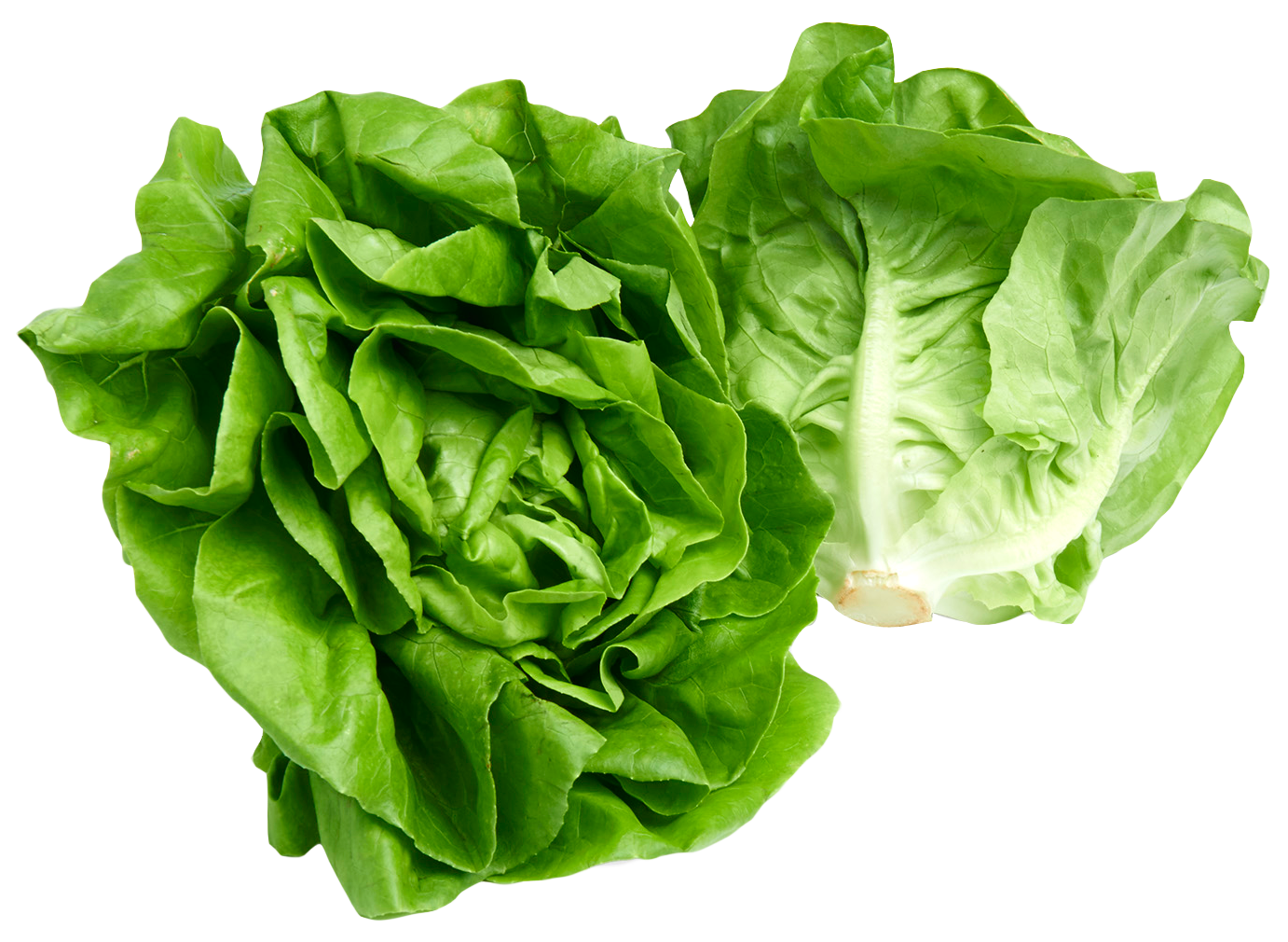 Fresh Green Lettuce PNG File
