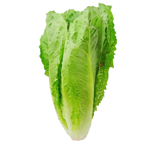 Fresh Green Lettuce PNG Transparent Image