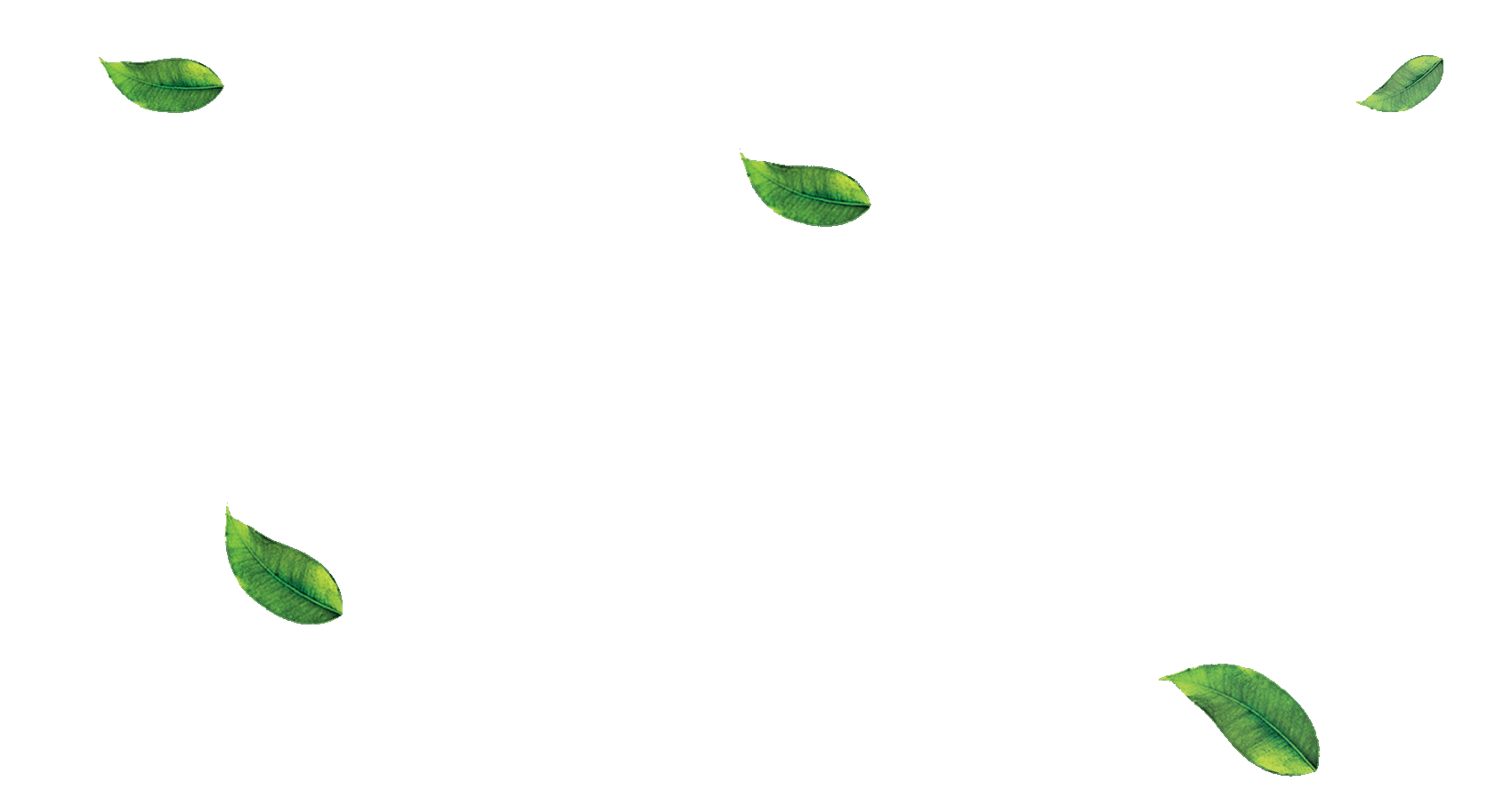 Teh hijau segar, Gambar PNG