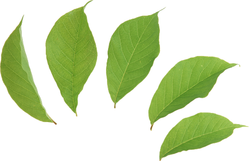 Fresh Green Tea Leaves PNG Transparent Image