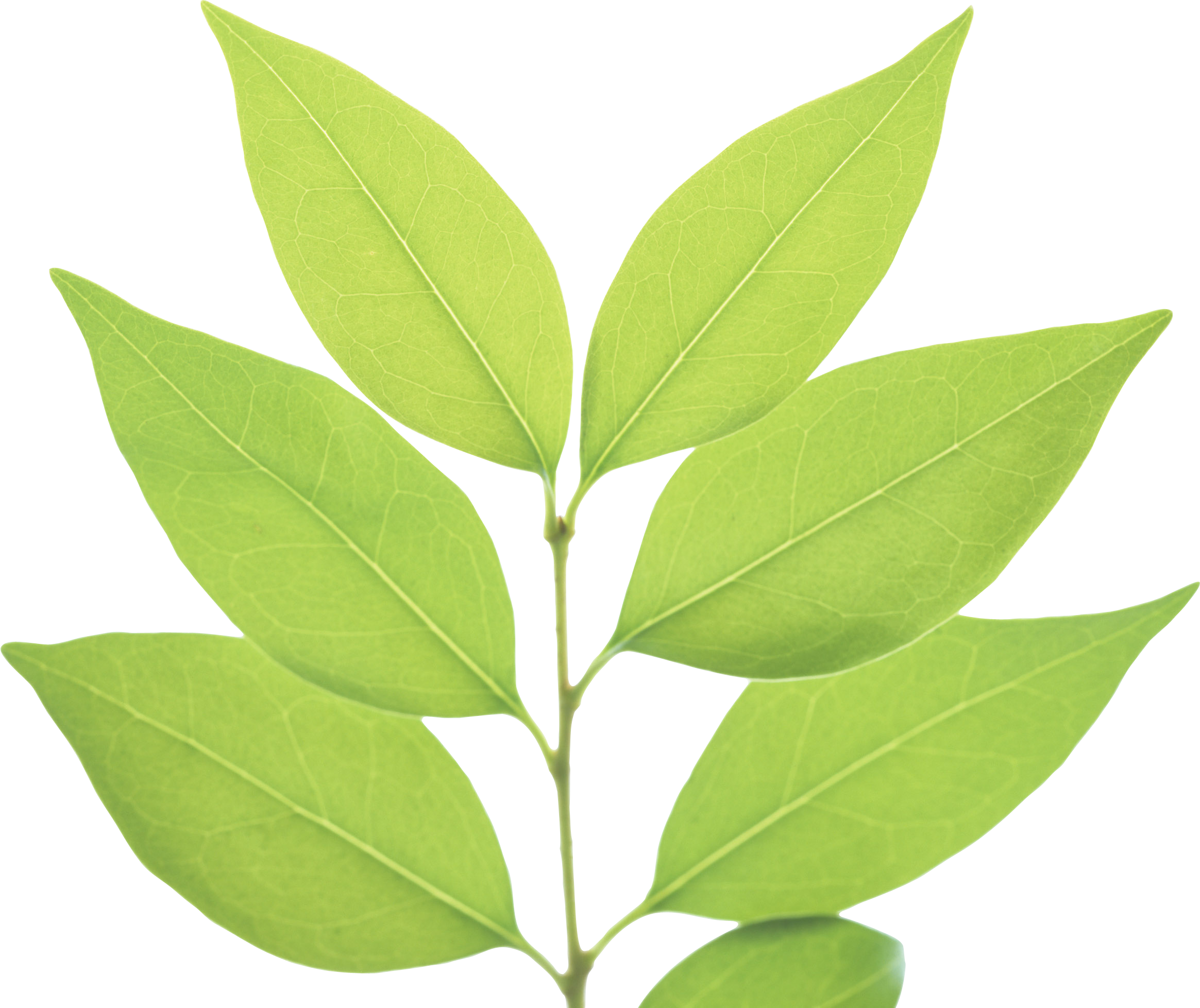 Fresh Green Tea Leaves Transparent Background