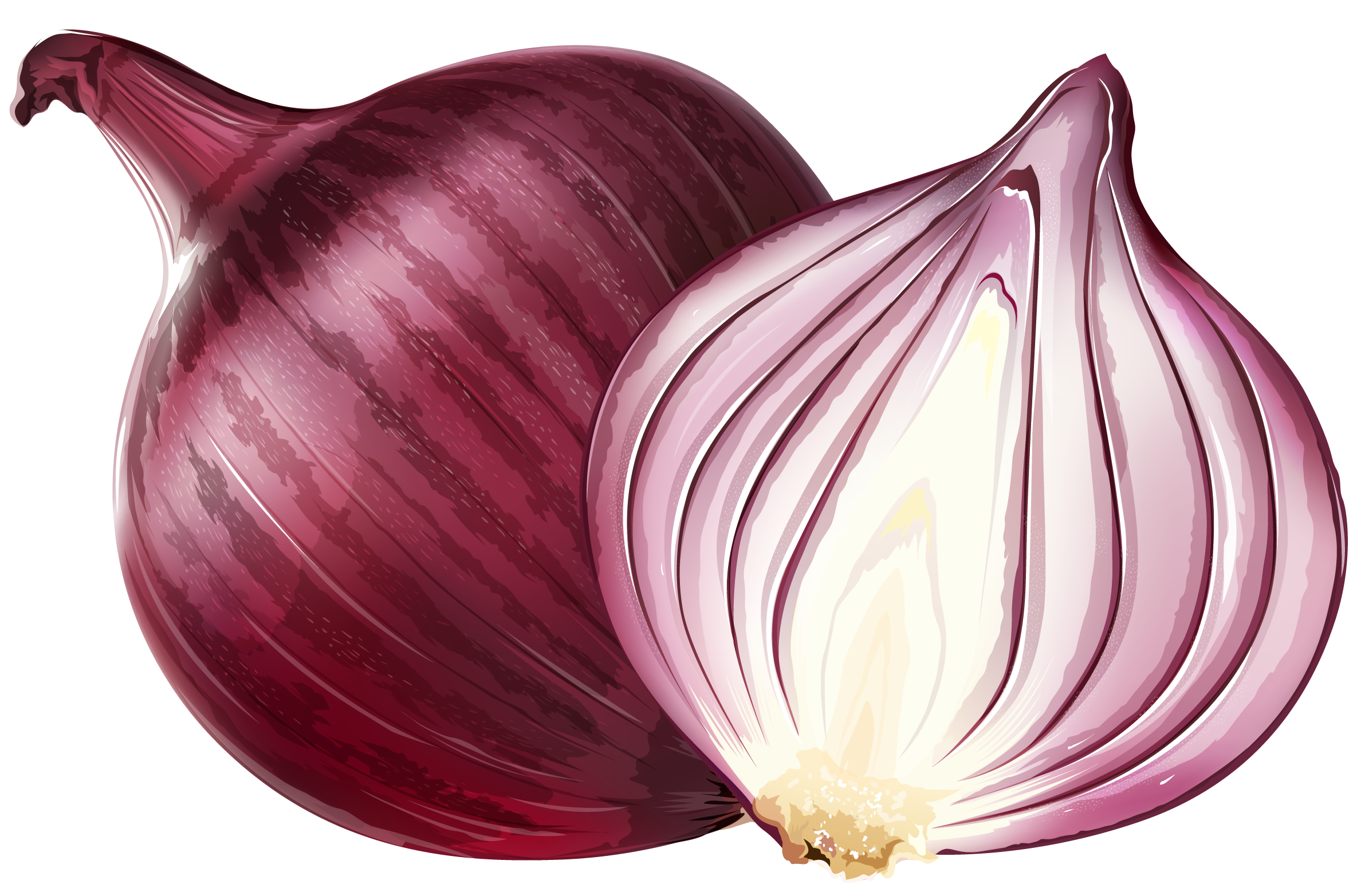 Fresh Onion PNG Pic