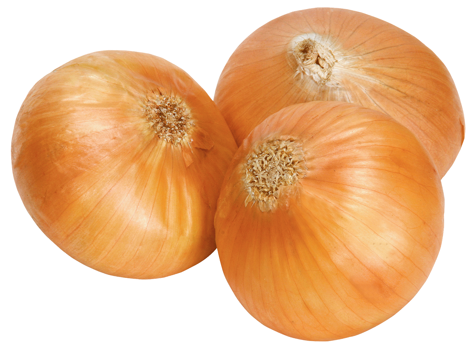 Fresh Onion PNG Transparent Image