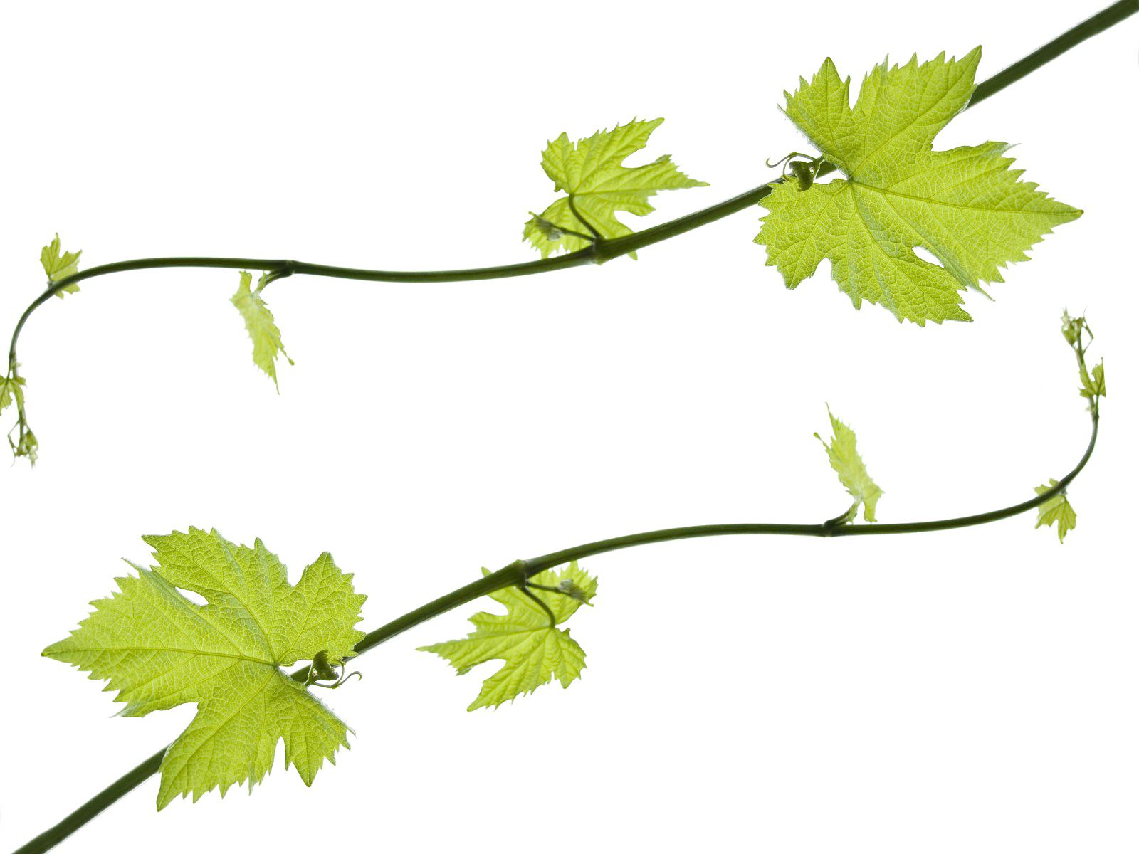 Grape Vine Leaf PNG Clipart
