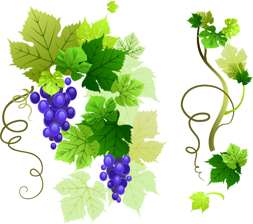 Grape Vine Leaf PNG Image