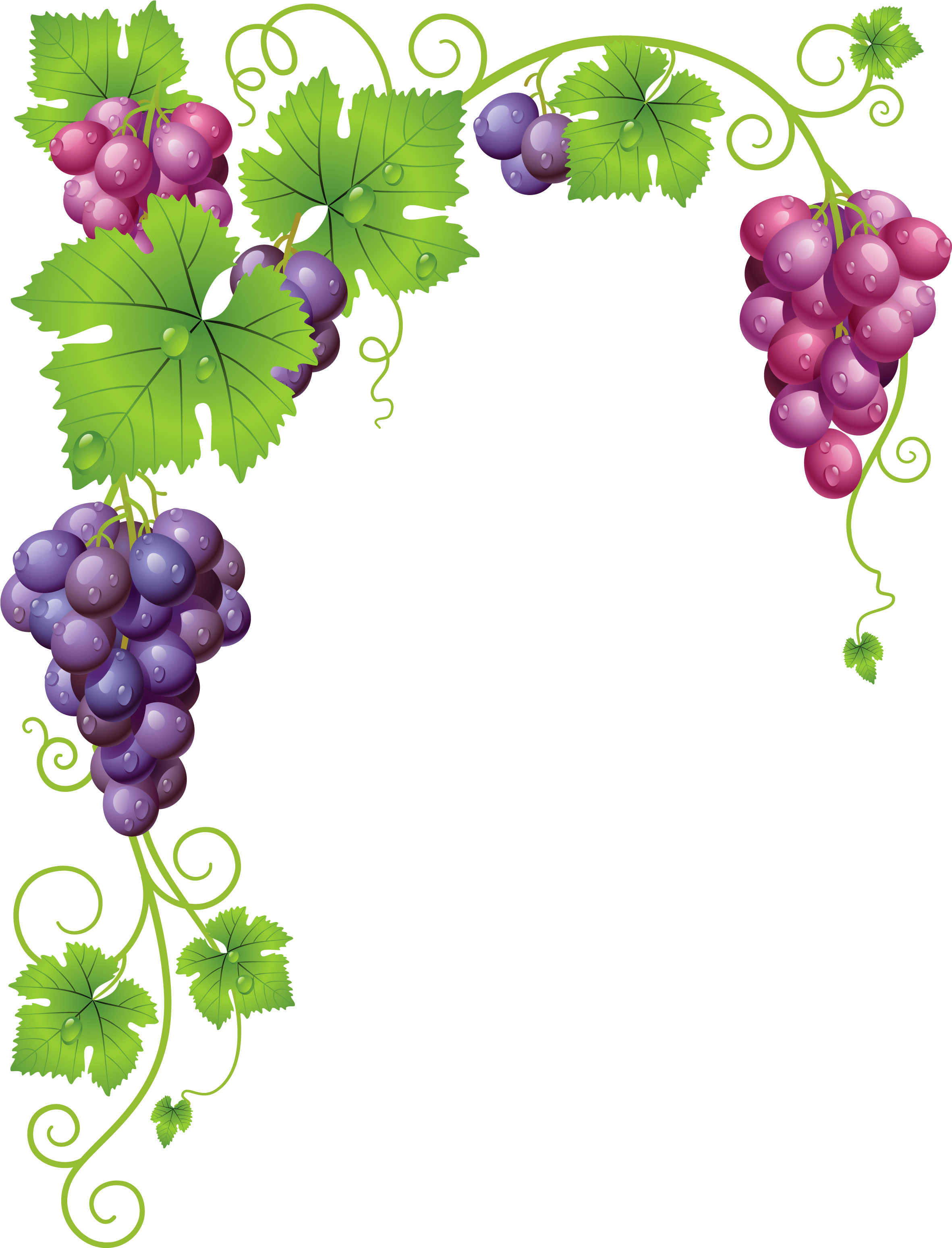 Grape Vine Leaf PNG Photos