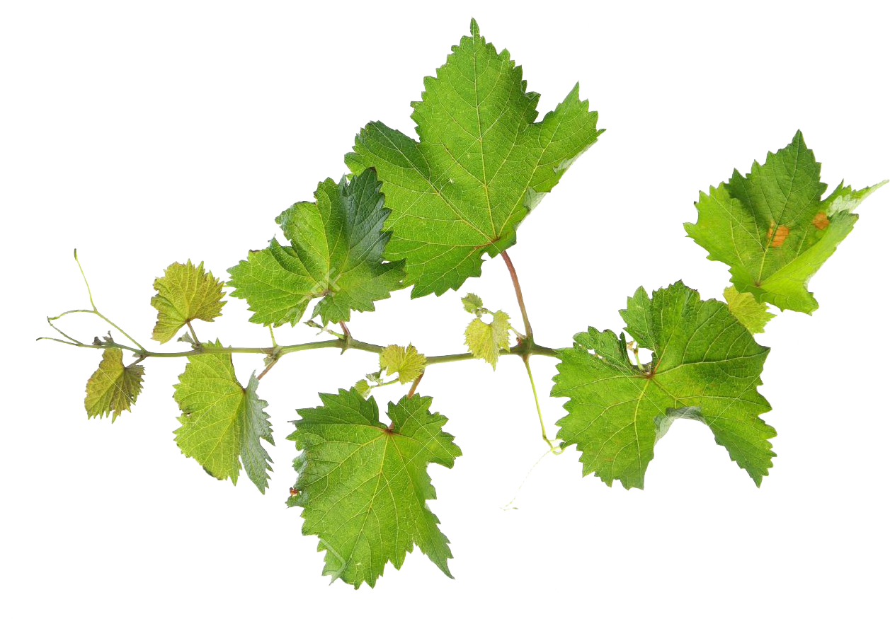 Üzüm asma yaprağı şeffaf PNG