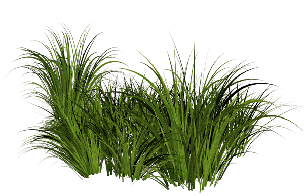 Grass PNG Pic