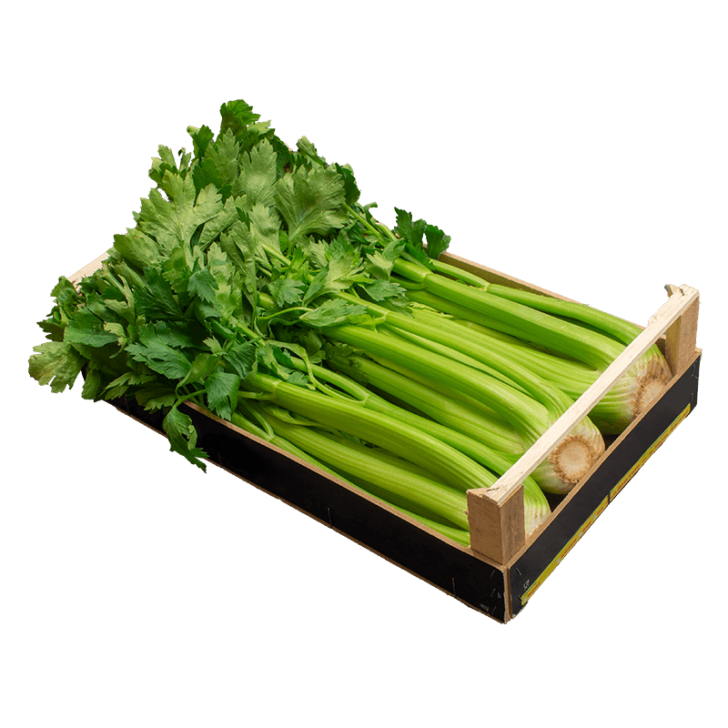 Green Celery PNG Clipart