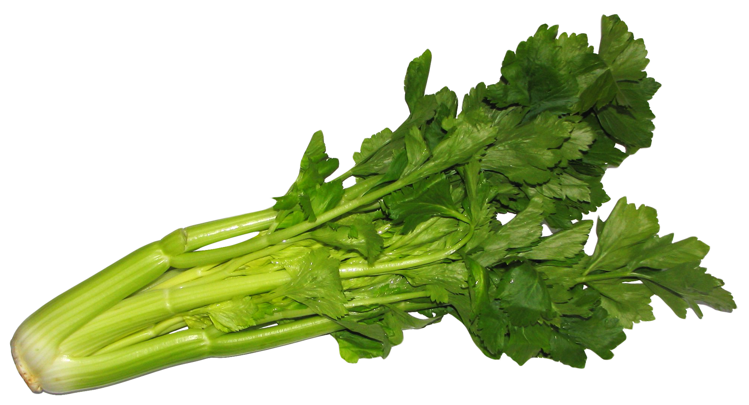 Green Celery PNG Pic