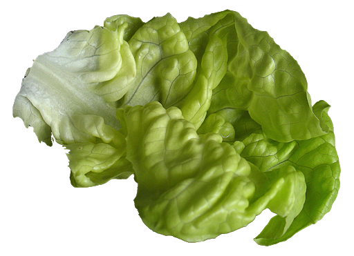 Green Celtuce PNG Clipart