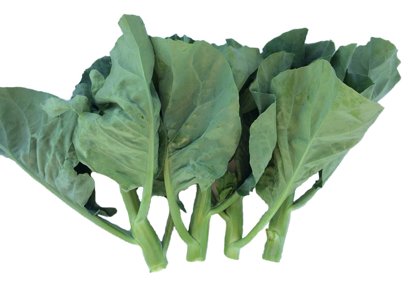 Green Chinese Spinach PNG File