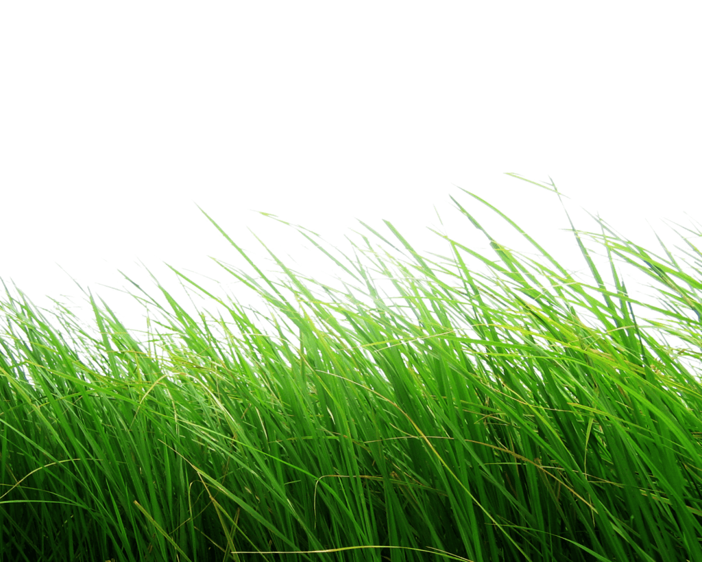 Green Grass PNG Clipart