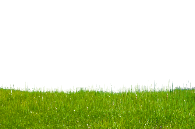 Green Grass PNG File