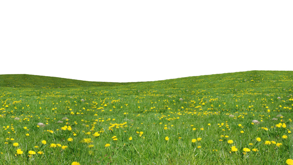 Green Grass PNG Image