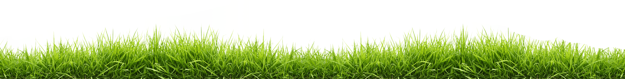 Yeşil çim şeffaf arka plan