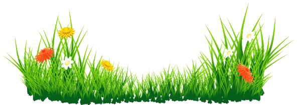 Green Grass Transparent PNG