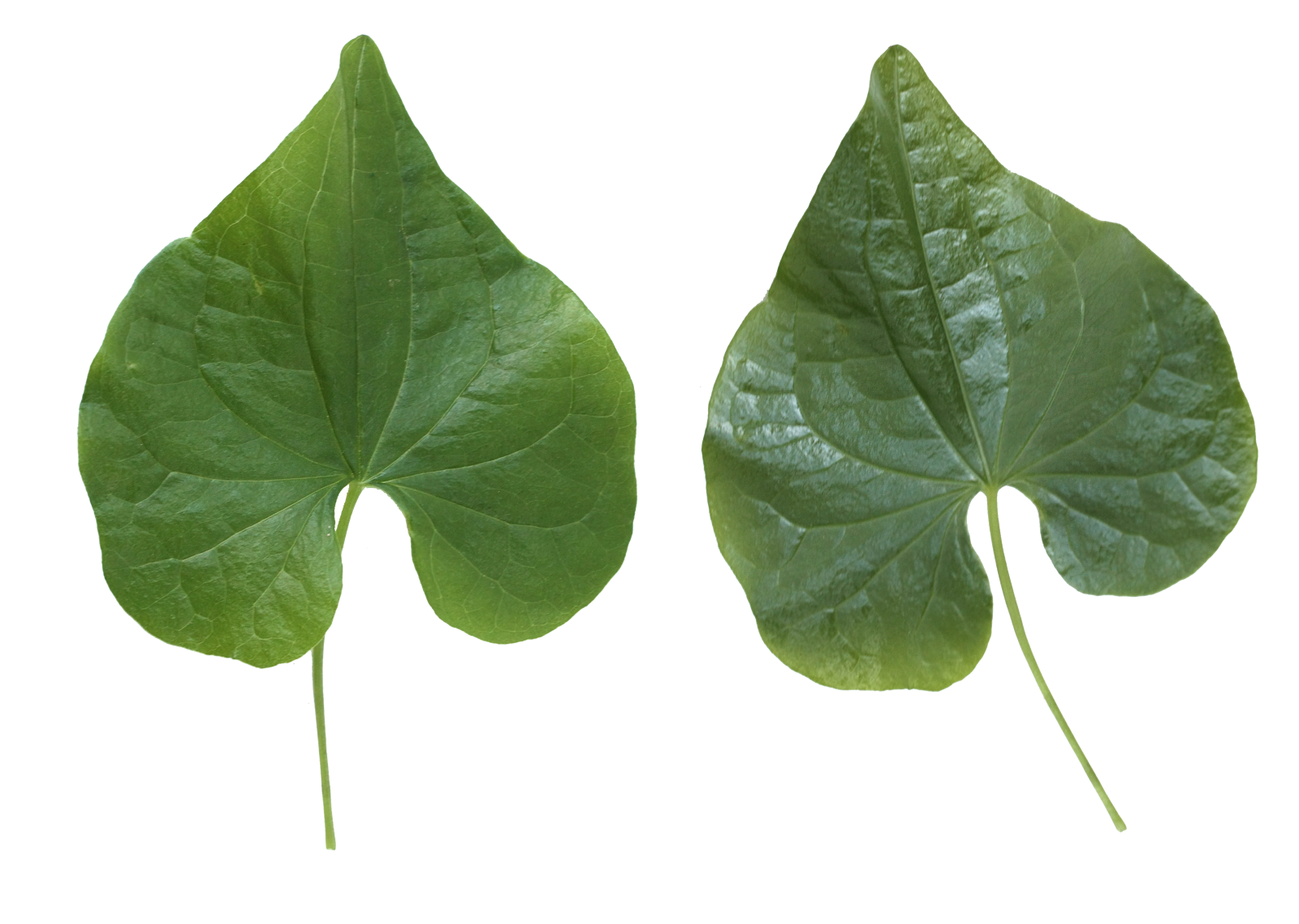 Green Leafs PNG Image