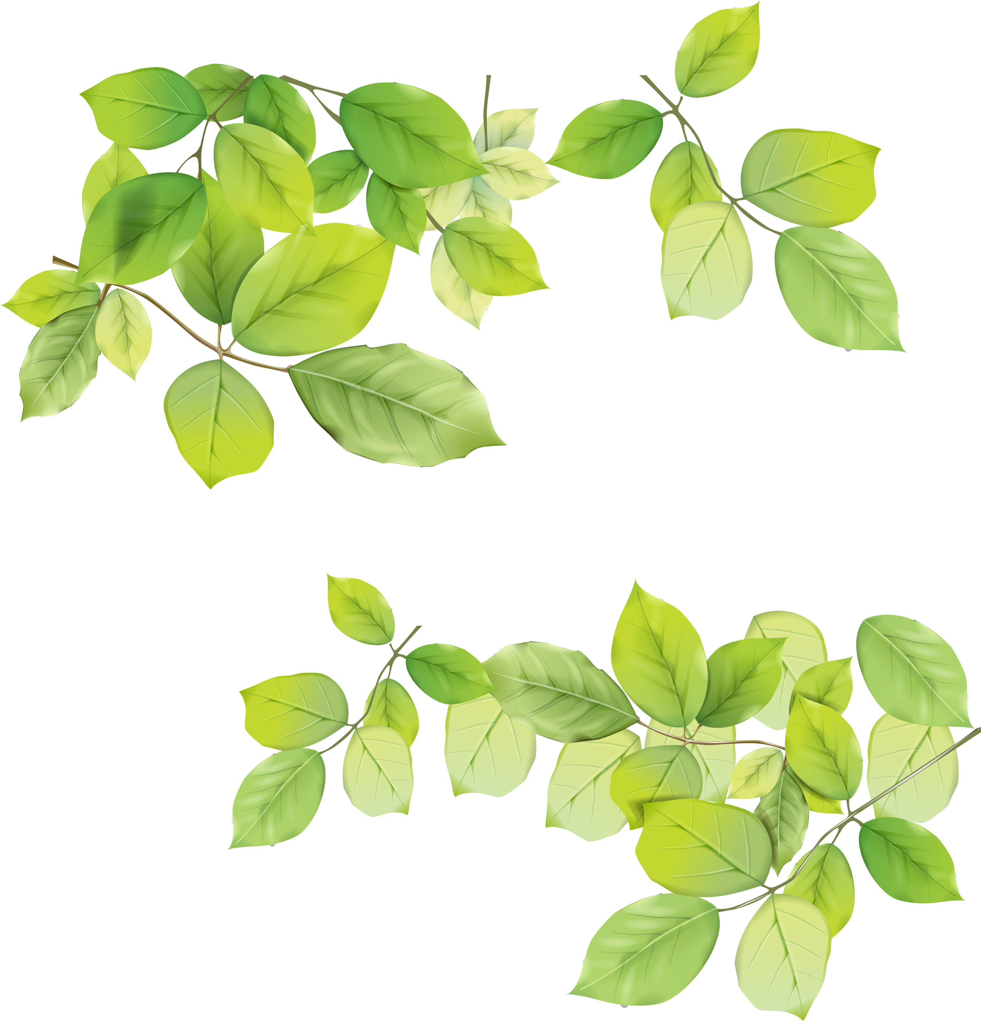 Green Leafs Transparent Background