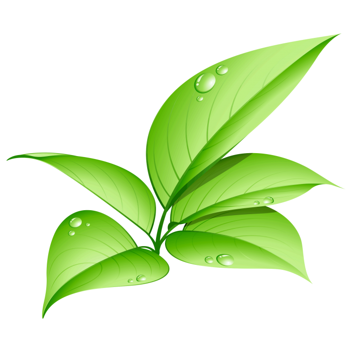Groene bladeren PNG Clipart