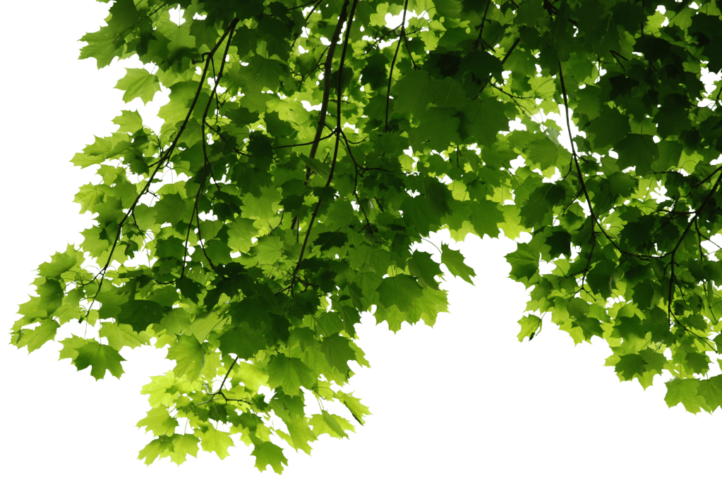 Groene bladeren PNG-afbeelding