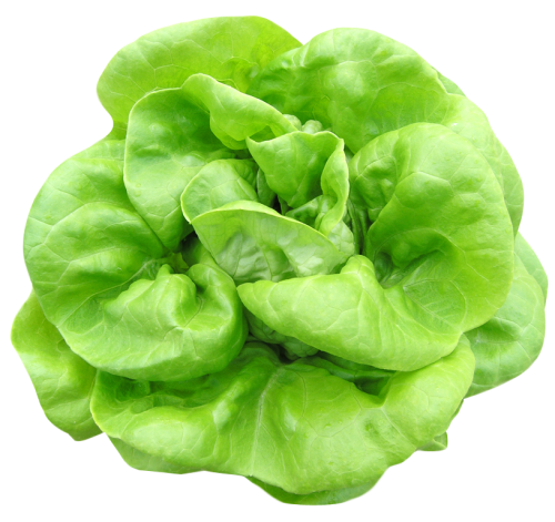 Green lettuce PNG Clipart