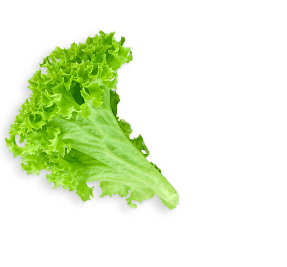 Grüner Salat Transparenter Hintergrund
