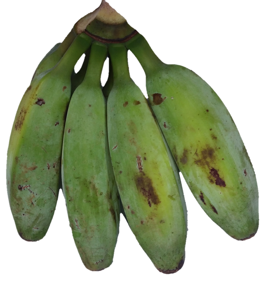 Green Plantain PNG File