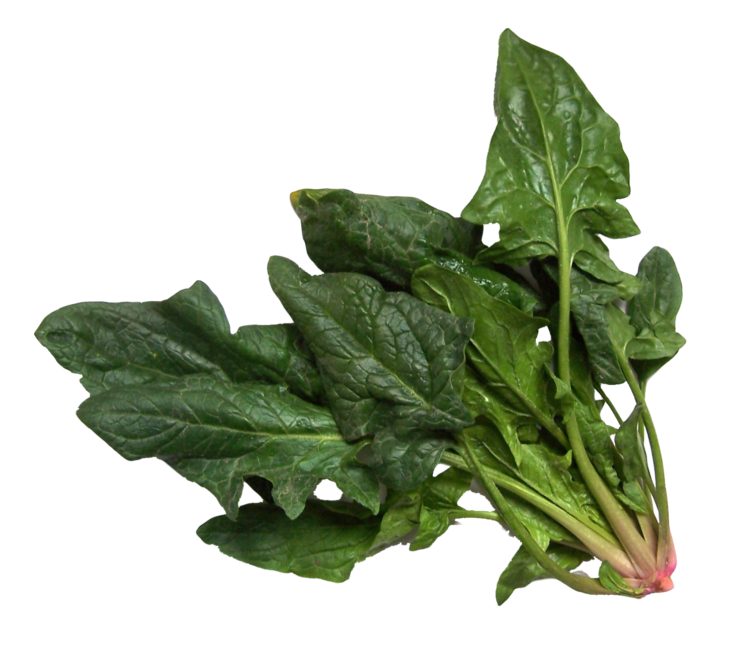 Green Spinach PNG Photos