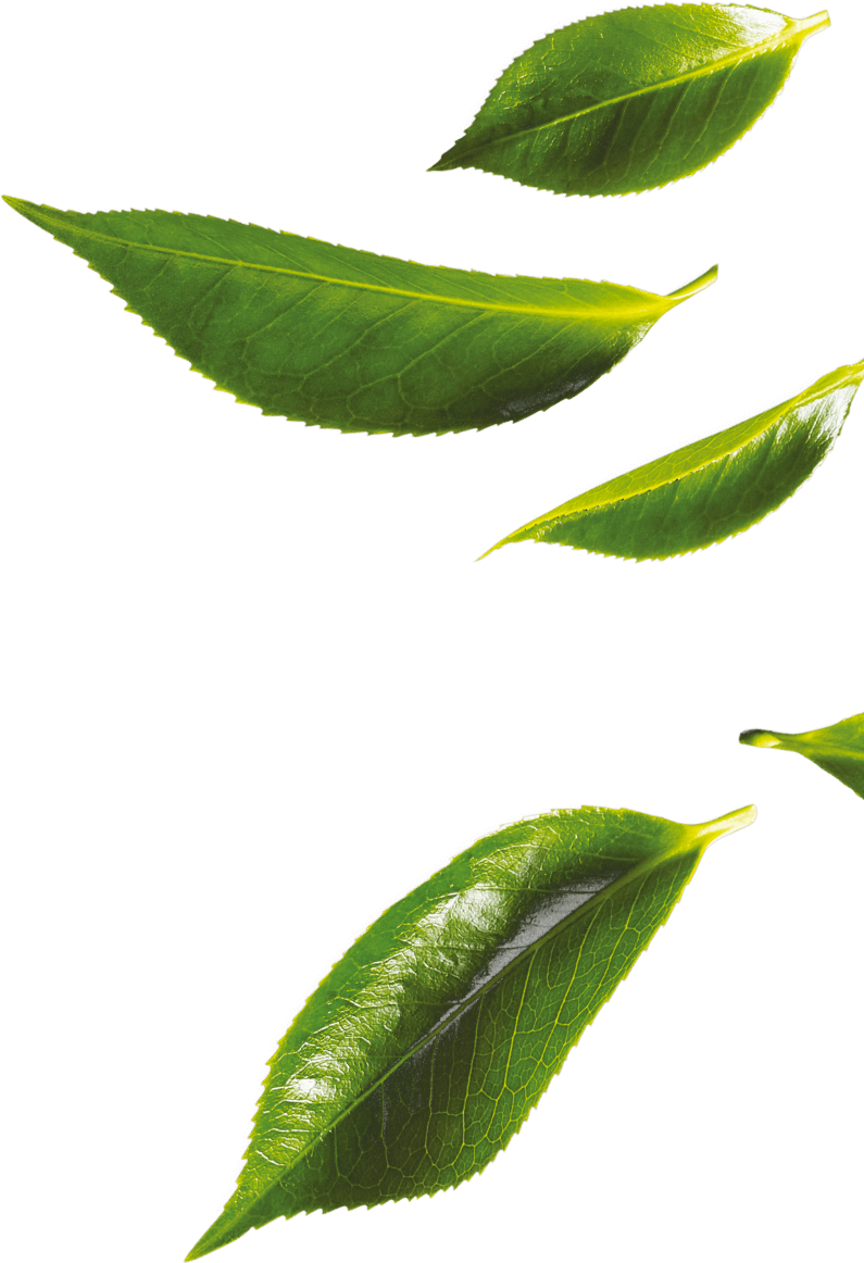 Зеленый чай листья PNG файл