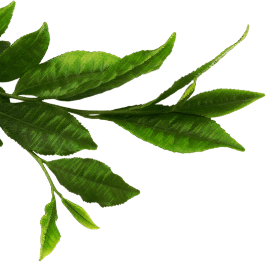 Green tea dahon PNG Imahe