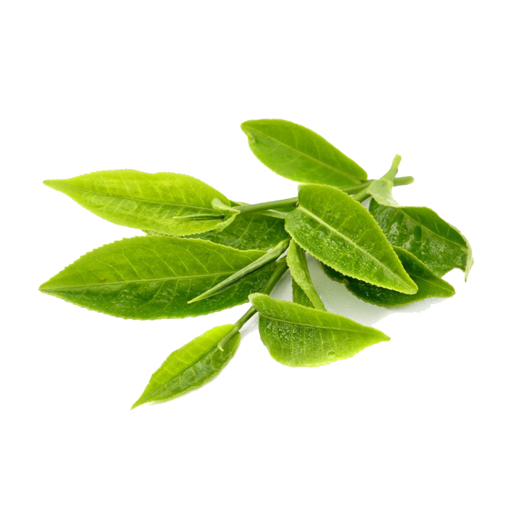 Le thé vert feuilles de fond Transparent