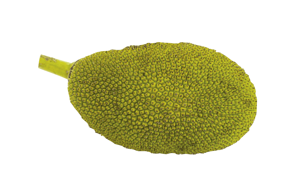 Jackfruit PNG Clipart