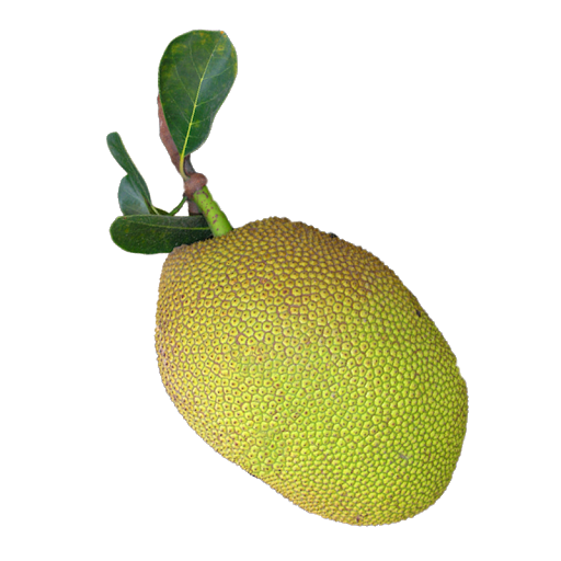 Jackfruit PNG HD