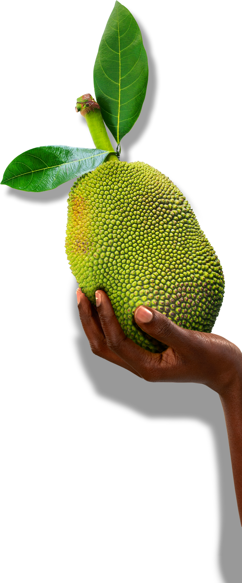 Jackfruit PNG Photos