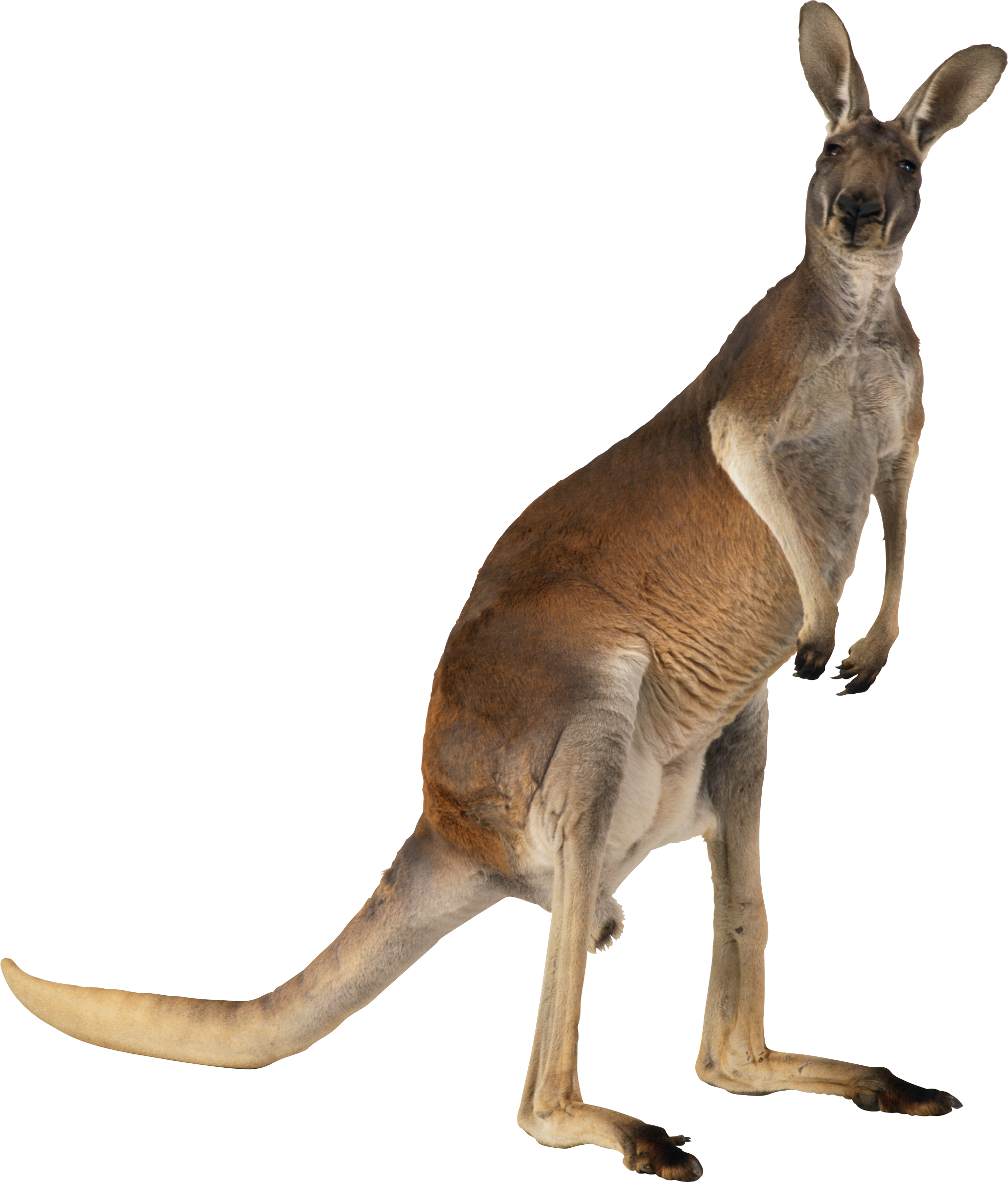 Kangaroo PNG file