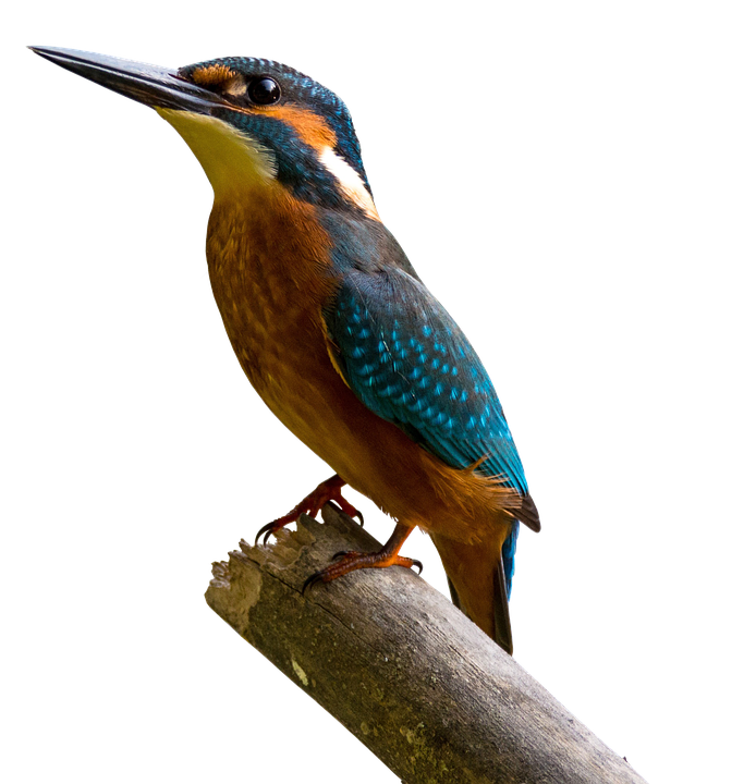 Kingfisher Bird Beak PNG Clipart