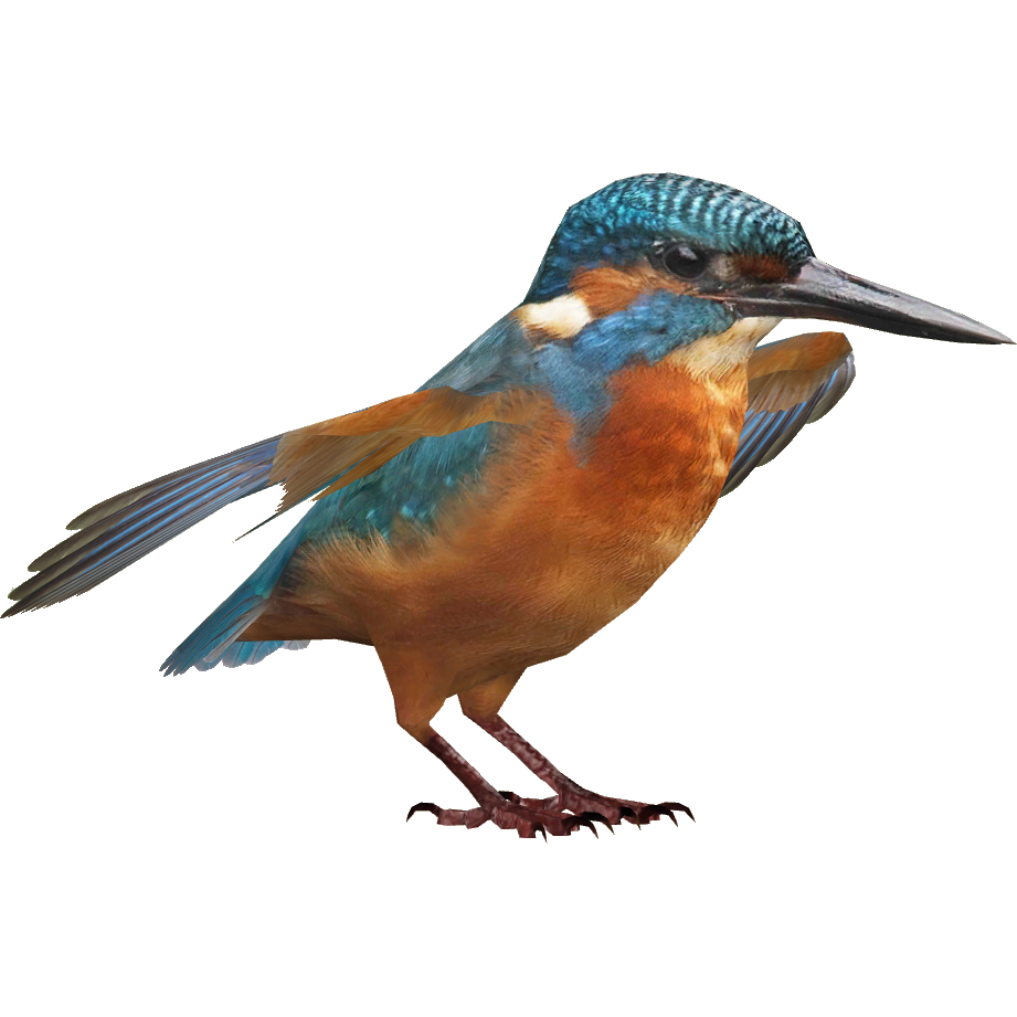 Kingfisher Bird Beak PNG ไฟล์